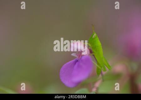 Die winzige Welt eines Grashüpfers Stockfoto