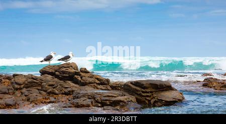 Eine große Möwe, die auf einem Felsen sitzt Stockfoto