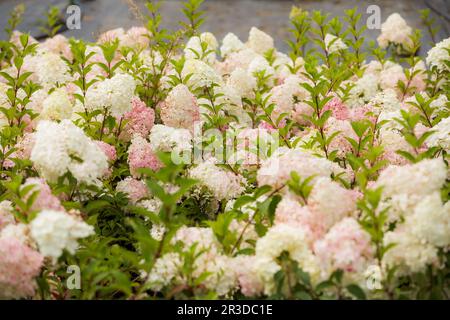 Große Vielfalt an Blumen und Pflanzen im Kindergarten Stockfoto