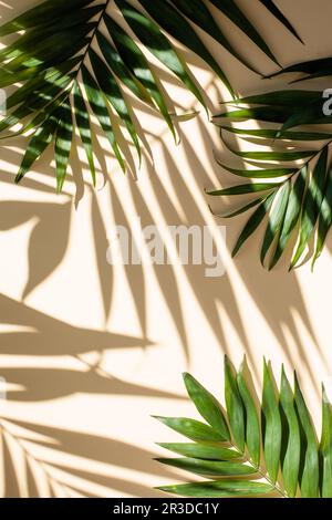 Abstrakter Hintergrund von frischen Palmblättern und Schatten auf dem Beigefarbene Wand Stockfoto
