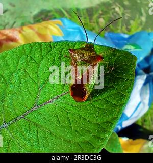 WEISSDORNSCHILDKÄFER (Acanthosoma haemorrhoidale) auf einem Kartoffelblatt in der schottischen Grenze. Dieser sogenannte Stink Bug, sogenannte „Stink Bugs“, kann unangenehme Gerüche freisetzen, wenn er gestört wird. Das Hauptnahrungsmittel ist die Haw, die Frucht des Weißdorns, isst aber andere Blätter wie die der Eiche und anderer Bäume und manchmal auch auf Obst. Das Insekt war einst nur auf Südengland beschränkt, aber es wird angenommen, dass es sich jetzt nach Norden bewegt. Stockfoto