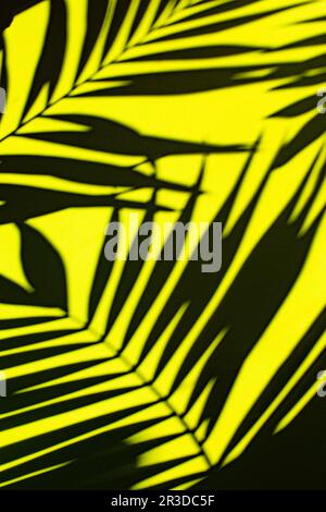 Die Schatten der Palmblätter an der Wand Stockfoto
