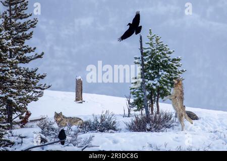 Ein junger Wolf aus dem Wapiti Pack springt in die Luft, um einen Raben im Yellowstone-Nationalpark zu jagen Stockfoto