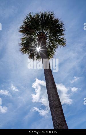 Eine einsame Palme reicht an einem sonnigen Tag mit wunderschönen Wolken in der Nähe der Atlantikküste in Charleston South Carolina in den Himmel Stockfoto