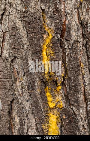 Makronahaufnahmen von Rinde und Harz im Pinienwald Stockfoto