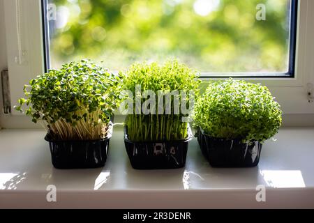 Indoor Microgreens auf der Küchenfensterbank am Morgen Stockfoto