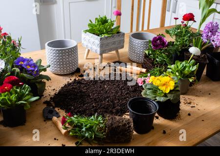 Draufsicht auf verschiedene Blumen in Töpfen stehen um die Erde Stockfoto