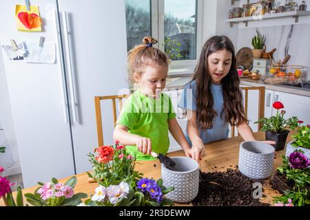 Kleine Gärtner Pflanzen die Topfblumen es die Küche Stockfoto