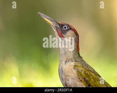 European Green Woodpecker (Picus viridis) im abstrakten europäischen Waldhintergrund. Vogel im natürlichen Lebensraum. Naturlandschaft in Euro Stockfoto