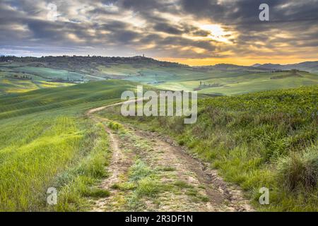 Dirt Track in ruhiger Landschaft mit Baumgruppen in den sanften Hügeln des Val d'Orcia Tuscany, Italien, April. Stockfoto