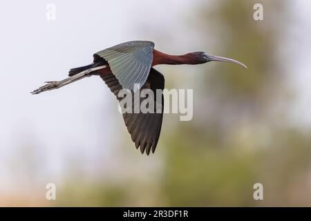 Glossy Ibis (Plegadis falcinellus) im Lebensraum des Naturschutzgebiets Ebro Delta, Katalonien, Spanien. Stockfoto