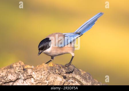 Die iberische Elster (Cyanopica cochi) gehört zur Familie der Krähen. Vogel auf Kofferraum vor hellem Hintergrund in Extremadura, Spanien. Wildlife Szene der Natur Stockfoto