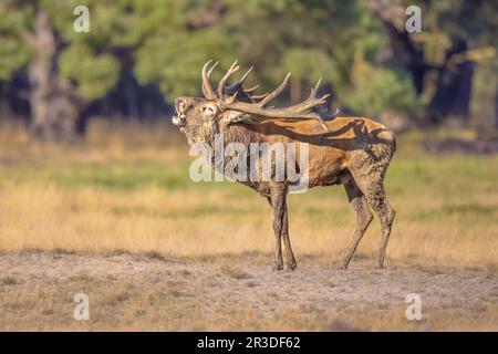 Der Rothirsch (Cervus elaphus), der in der Sonne ballt, bewohnt den größten Teil Europas. Ein männliches Tier ist caal a Hirsch. Wildlife-Szene der Natur in Euro Stockfoto