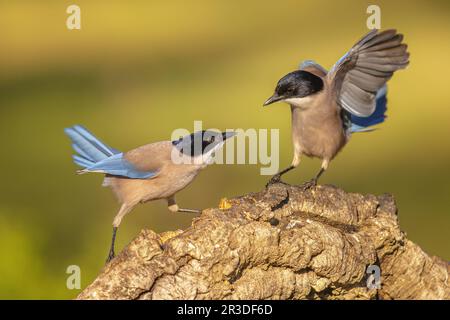 Die iberische Elster (Cyanopica Cooki) ist ein Vogel in der Crow-Familie. Vogel jagt anderen Vogel im Kofferraum vor hellem Hintergrund in Extremadura, Spanien. Stockfoto