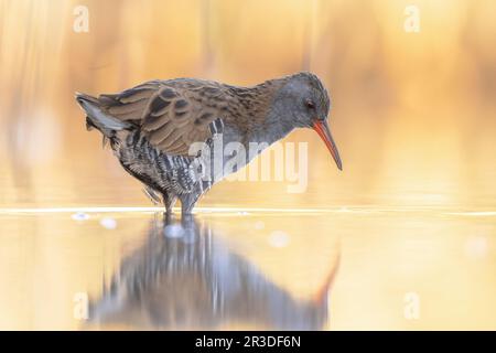 Wasserbahn (Rallus aquaticus) im wunderschönen Hintergrund. Dieser Vogel züchtet in gut vegetierten Feuchtgebieten in Europa, Asien und Nordafrika. Wildtier-Scen Stockfoto