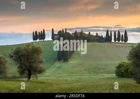 Toskanische Landschaft in der Nähe von San Quirico d'Orcia bei nebligen Sonnenaufgang am frühen Morgen in der Toskana, Italien, April. Stockfoto