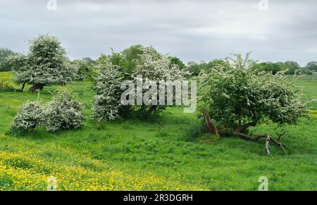 In Figham Pasture, Beverley, Yorkshire, Großbritannien, gibt es nach einem Sturm und unter bewölktem Himmel und umgeben von Gras Weißdornbäume. Stockfoto