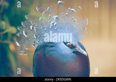 Victoria gekrönter Taubenkopf (Goura victoria), wunderschöner gekrönter Pidgeon aus Papua-Neuguinea-Wäldern und Wäldern. Echte Fotografie Stockfoto