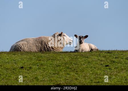 Schafe mit Lämmern am Deich von Westerhever nahe St. Peter-Ording Stockfoto