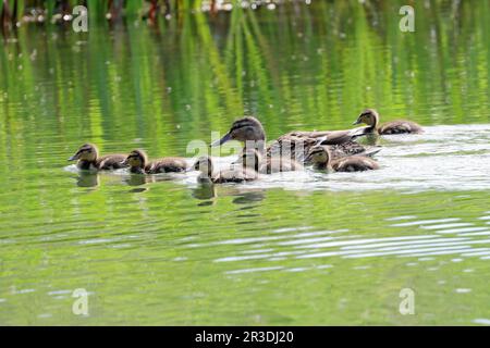 Eine Stockente (Anas platyrhynchos) mit sechs Enten. Stockfoto