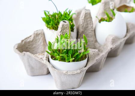 Frisches Grün. In der weißen Eischale wachsen Mikrogrün aus Rucola und Kresse. Pappkartons mit Setzlingen in Eierschale. Sprossen Stockfoto