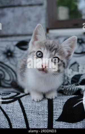 Das Kätzchen liegt und ruht sich draußen auf dem Sofa aus, Porträt aus nächster Nähe. Ein hübscher junger, dreifarbiger Straßenkatze mit großen, neugierigen Augen Stockfoto