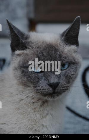 Eine graue siamesische Katze mit großen blauen Augen. Schöne reinrassige Hauskatze. Haustierbegriff und Minimalismus. Hochformat Nahaufnahme Vorderansicht. Stockfoto