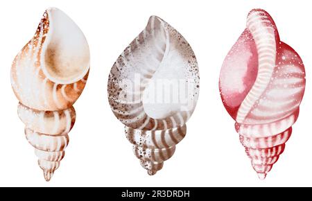 Seashells auf isoliertem weißem Hintergrund, Aquarell-Illustration, Seeclip-Kunst Stockfoto