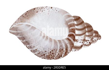 Seashells auf isoliertem weißem Hintergrund, Aquarell-Illustration, Seeclip-Kunst Stockfoto