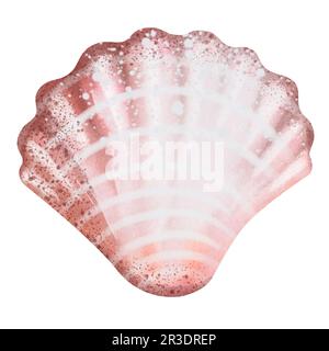 Seashells auf isoliertem weißem Hintergrund, Aquarell-Illustration, Seeclip-Kunst Stockfoto