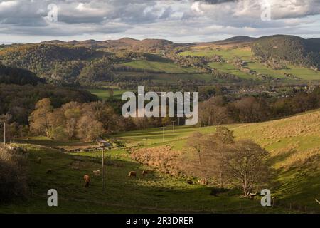 Goldenes Licht fließt über Glen Coiltie und Glen Urquhart, während die Rinder an einem Frühlingsabend grasen. Die Blätter fangen an, jetzt durchzubrechen Stockfoto