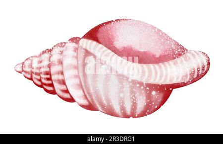 Seashells auf isoliertem weißem Hintergrund, Aquarell-Illustration, Seeclip-Kunst Stockfoto