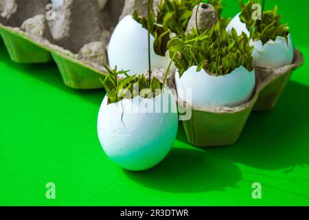 Frisches Grün. In der weißen Eischale wachsen Mikrogrün aus Rucola und Kresse. Pappkartons mit Setzlingen in Eierschale. Sprossen Stockfoto