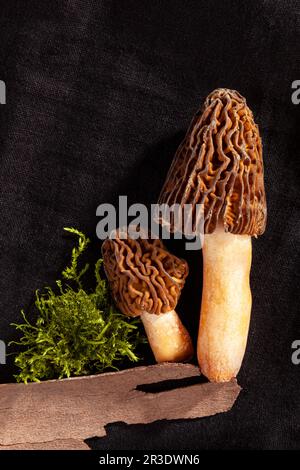 Detailaufnahme von Verpa bohemica - essbare und leckere Pilze. Stockfoto