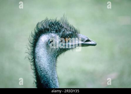 Emu, New South Wales, Australien Stockfoto