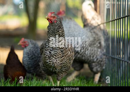 Hühner auf dem Bauernhof Stockfoto