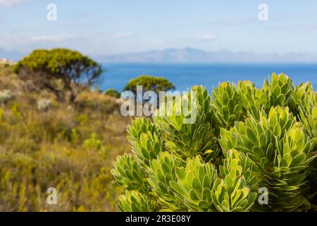 Blick auf False Bay mit einer fynbos Protean Pflanze im Vordergrund Stockfoto