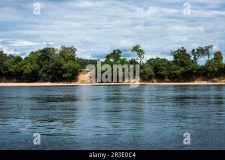 Eine ruhige Landschaft mit üppigem Amazonas-Regenwald trifft auf einen ruhigen Fluss. Das dichte grüne Laub der Bäume säumt das Ufer und schafft einen lebhaften Kontrast Stockfoto