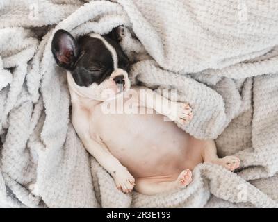 Süßes Hündchen, das im Wohnzimmer auf dem Bett lag. Klarer, sonniger Tag. Nahaufnahme, drinnen. Studiofoto. Tageslicht. Pflegekonzept, Ausbildung, Gehorsam tr Stockfoto