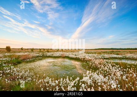 Deutsches Moor Stockfoto