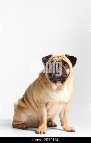 Reinrassige, freundliche, süße, lustige Puppe sitzt auf weißem Hintergrund und schaut explizit und interessiert in die Kamera. Stockfoto