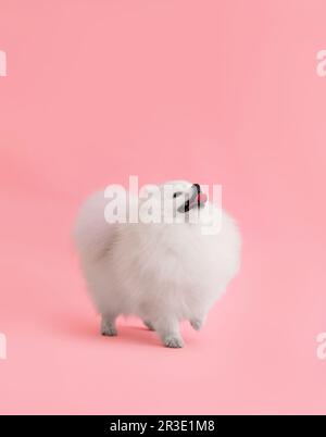 Porträt eines süßen flauschigen pommerischen Welpen. Ein kleiner, lächelnder Hund steht mit erhobener Pfote vor einem hellen, trendigen pinkfarbenen Hintergrund. Stockfoto