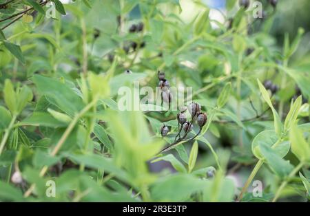 Nahaufnahme mit den Blättern und Beeren des Hypericum androsaemum oder des Strauchs St. Johanniskraut-Blumenpflanze. Stockfoto