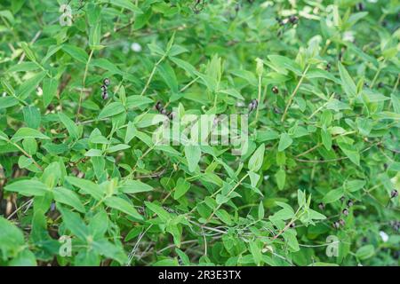 Nahaufnahme mit den Blättern und Beeren des Hypericum androsaemum oder des Strauchs St. Johanniskraut-Blumenpflanze. Stockfoto