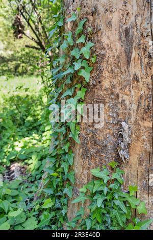 Grüne Efeu-Blätter auf der Baumrinde im Wald Stockfoto