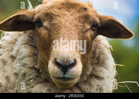 Porträt eines freundlichen Schafes, das mit Interesse in die Kamera schaut Stockfoto