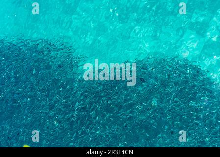 Fischschwärme im kristallklaren Wasser des Golfs von Tomini in Sulawesi Stockfoto