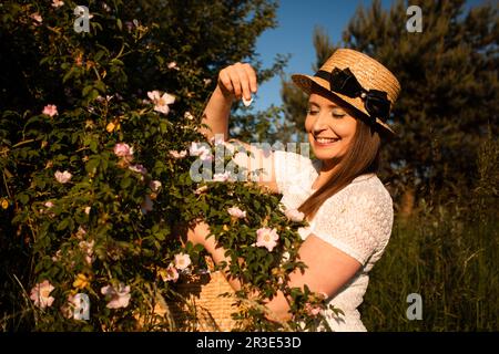 Pflücken von wilden Rosenblättern für aromatischen Kräutertee Stockfoto