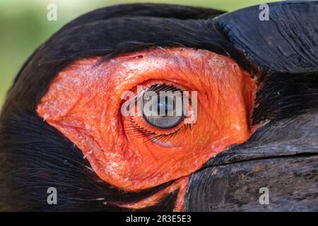 Der südliche Hornvogel (Bucorvus leadbeateri, früher bekannt als Bucorvus cafer) ist eine von zwei Arten von Hornvus Stockfoto