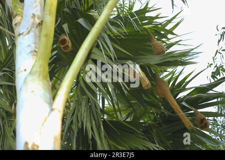 Weaver Bird Nest, Weaver Bird ist kreativer Vogel in Bangladesch Stockfoto